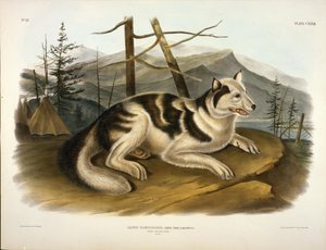 Hare Indian Dog door John Woodhouse Audubon